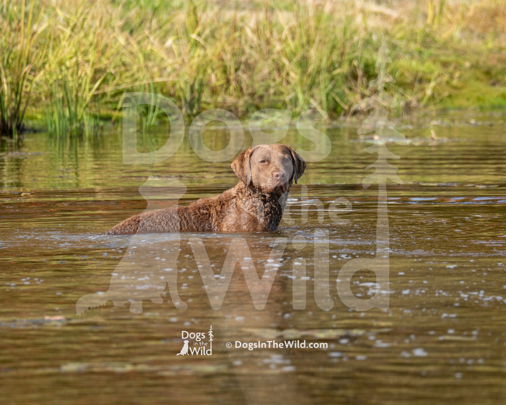WCX Test, Chesapeake Bay Retriever, Hunt Test Photography
