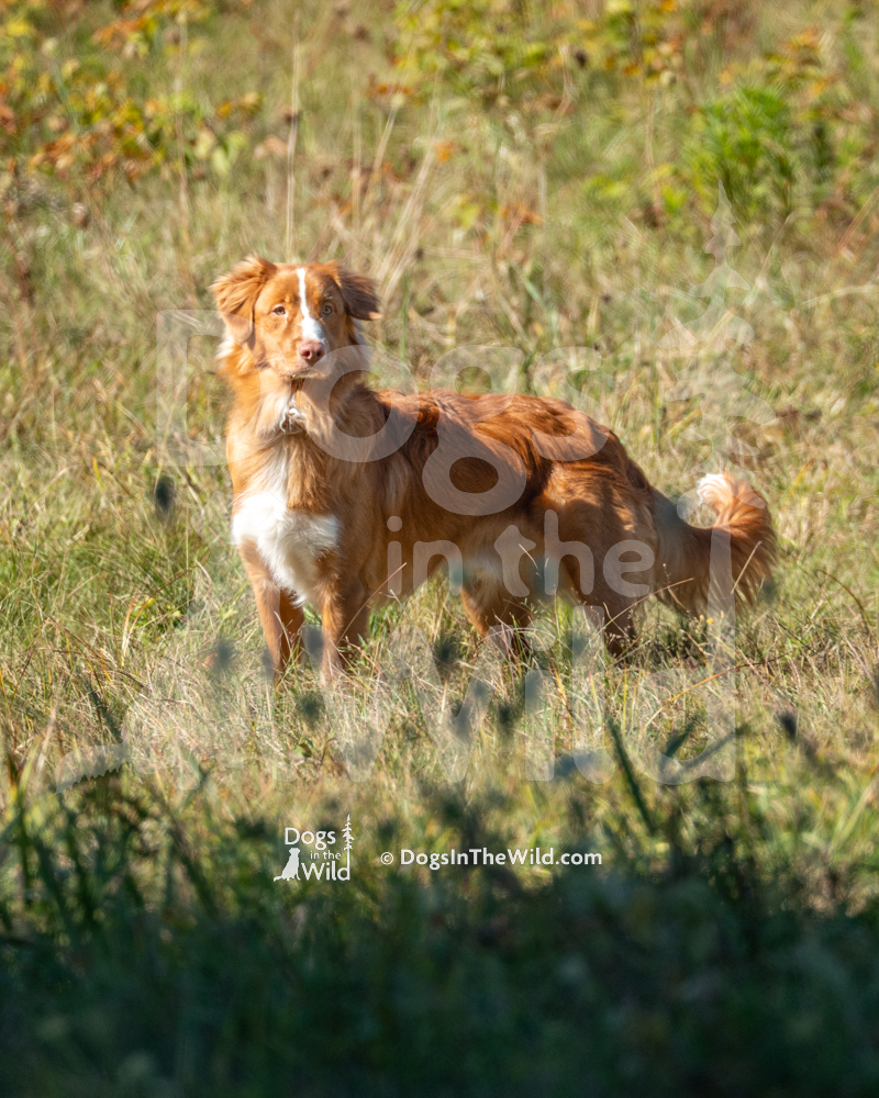 Nova Scotia duck tolling retriever, Maine Hunt Test Photograhy