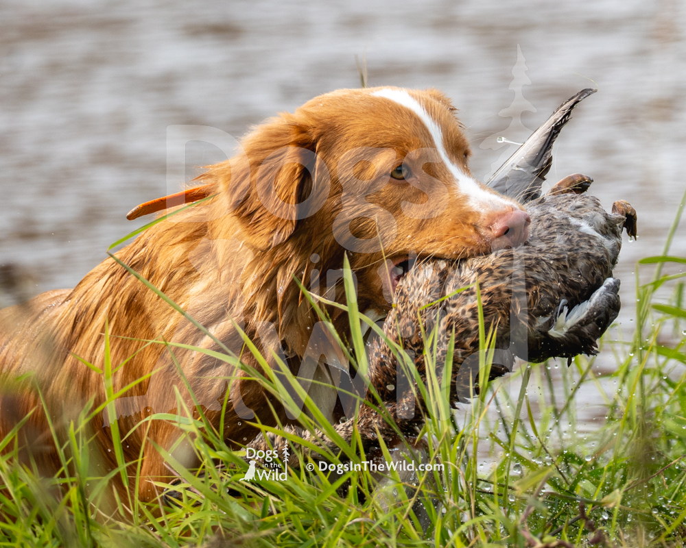 Neverland’s Faith Trust and a Little Pixie Dust - Nova Scotia Duck Toller