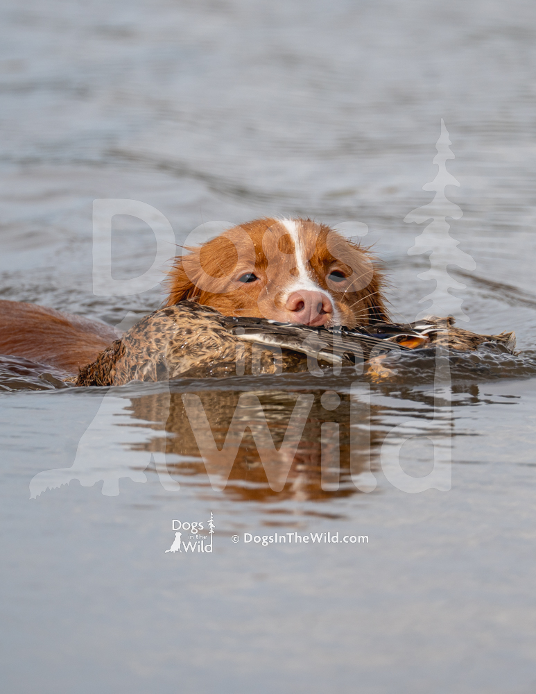 Dusty - Hawks Nest Goold Dusty Woman, Duck Toller
