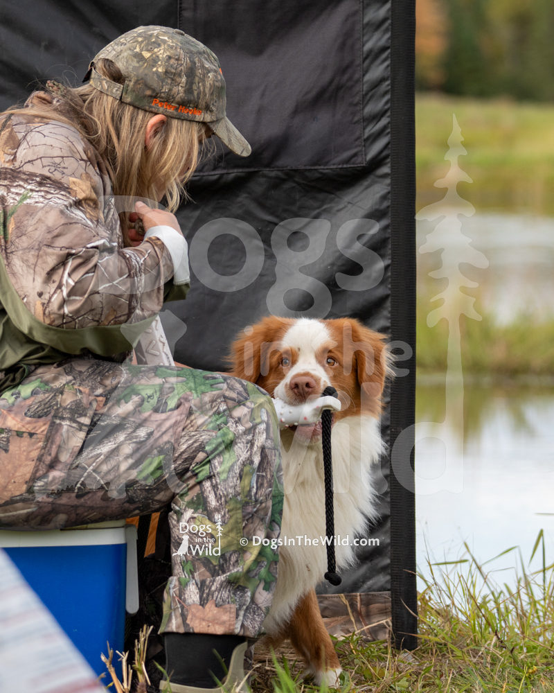 Nova Scotia Duck Toller - Neverland’s Great Wilderness Trailblazer