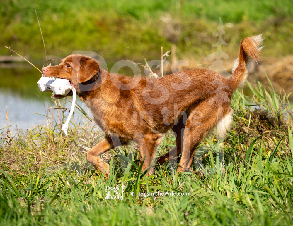Hawks Nest Lucy in the Sky with Diamonds, Duck Toller