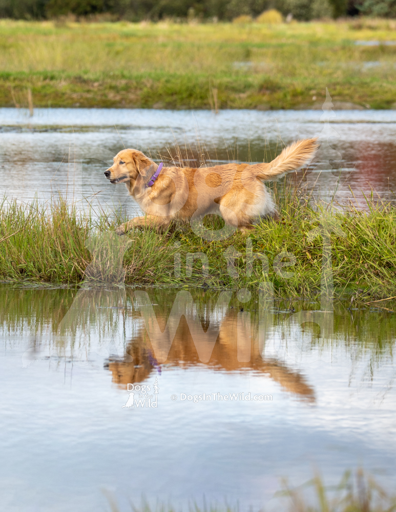 Davis Pond’s Lights of Dawn, Golden Retriever, WC / WCX