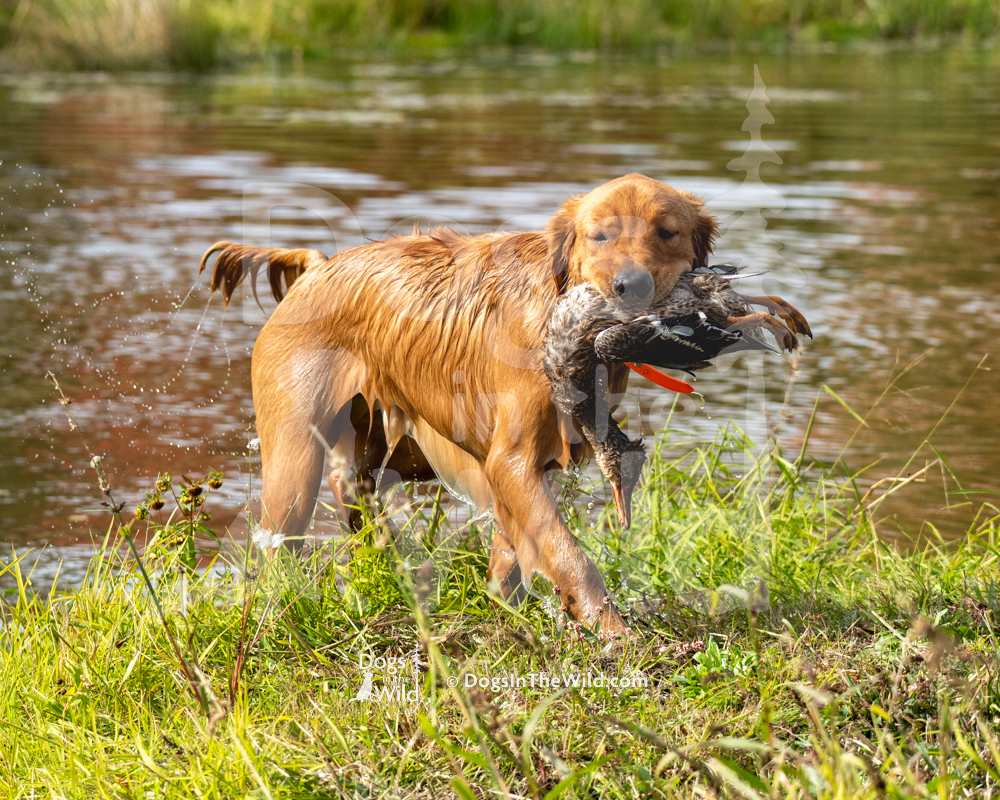 Player - Triplecreek’s Game On at Tashel, Golden Retriever, WC