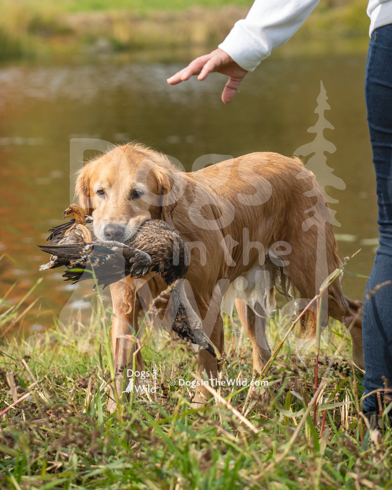 Golden Retriever Topbrass Gomboc Zen N’ Zoom, Maine WC