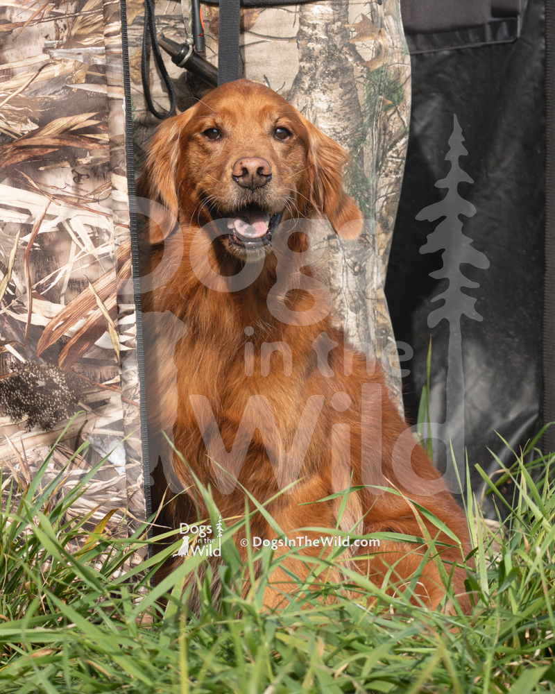 GRCA WC Test Golden Retriever, Hunt Test Photography by Mike Hosier