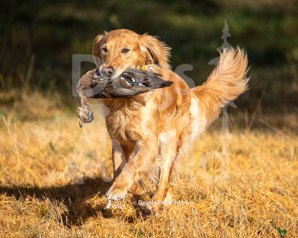 Francalia’s Holly, This Little Light of Mine, Golden Retriever, WCX