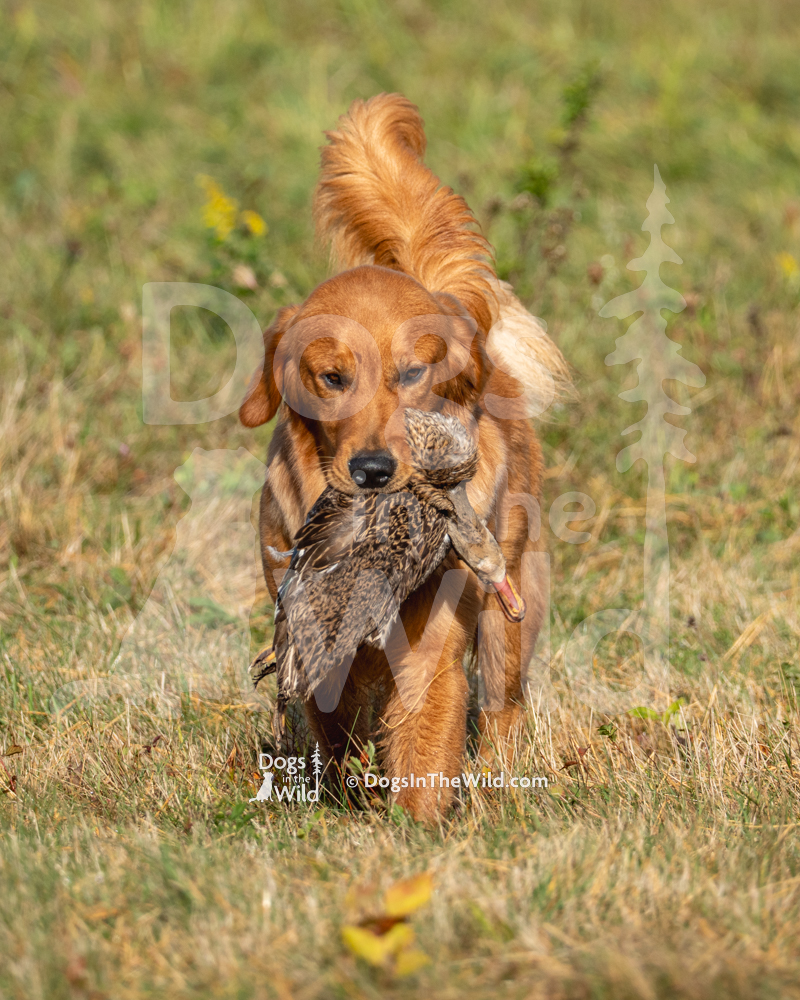 Golden Retriever, Hank - Swiftriver’s This Is It, WC