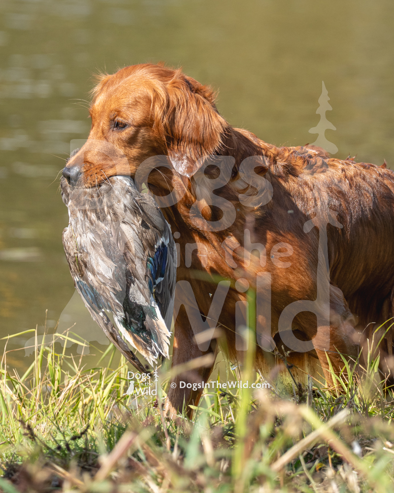 Golden Retriever - Francalia How Sweet the Sound, WCX