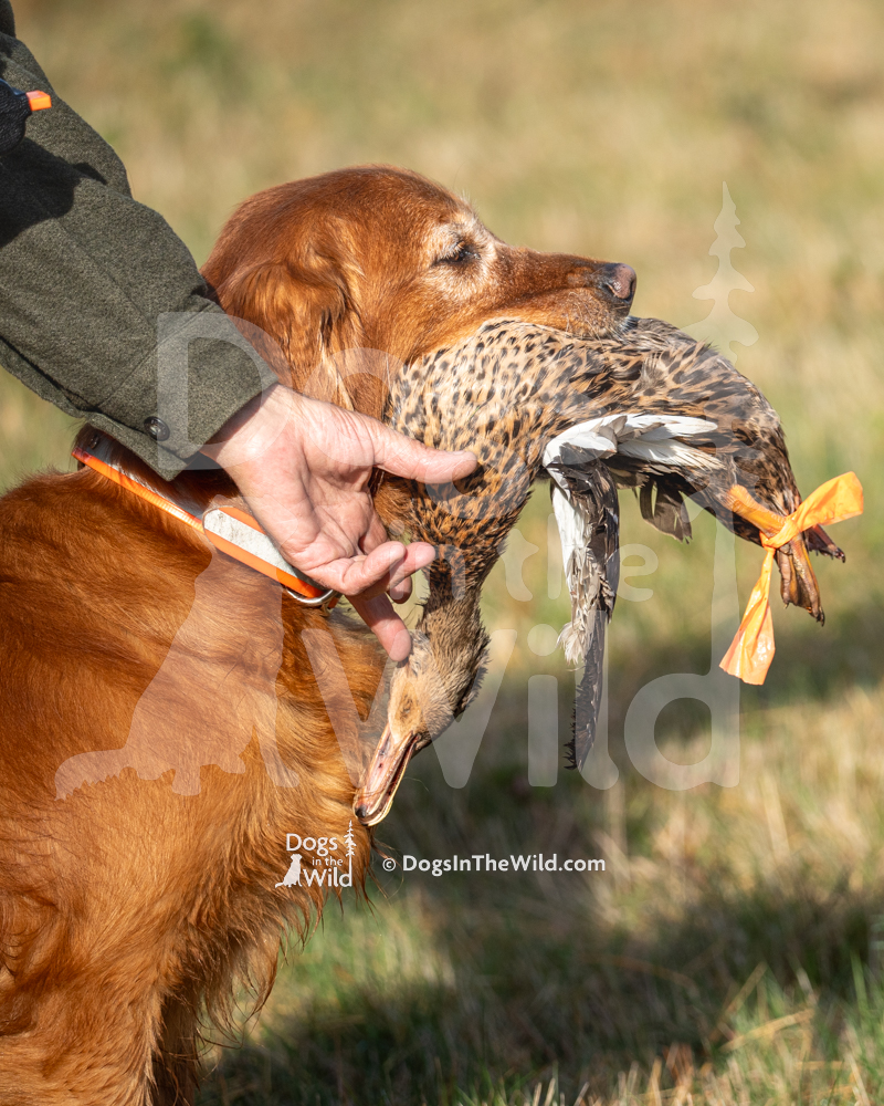 GRCA WC Test Golden Retriever, Hunt Test Photography by Mike Hosier
