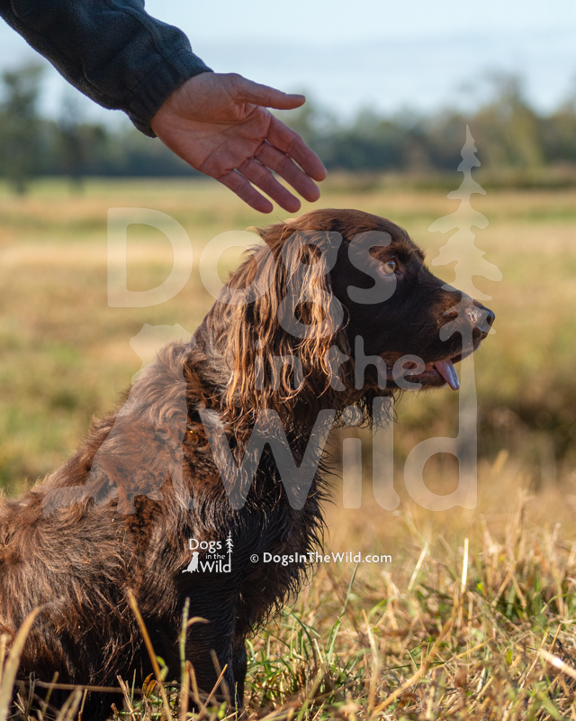 Boykin Spaniel - Amberfield Rstarz Clemson Bleu
