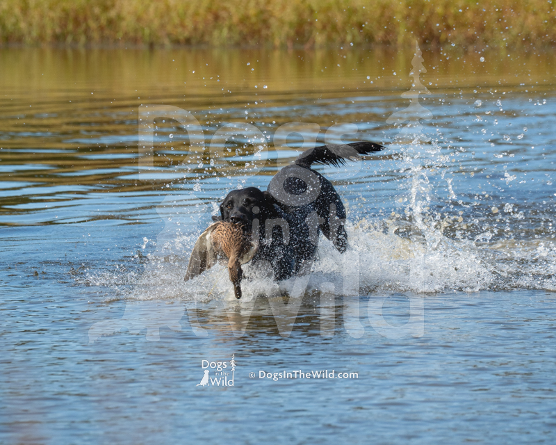 Labrador Retriever, D&S Dakota 12