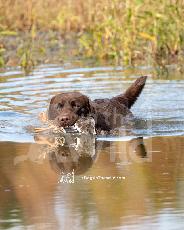 Labrador Retriever, BRUMBLEY'S VITO