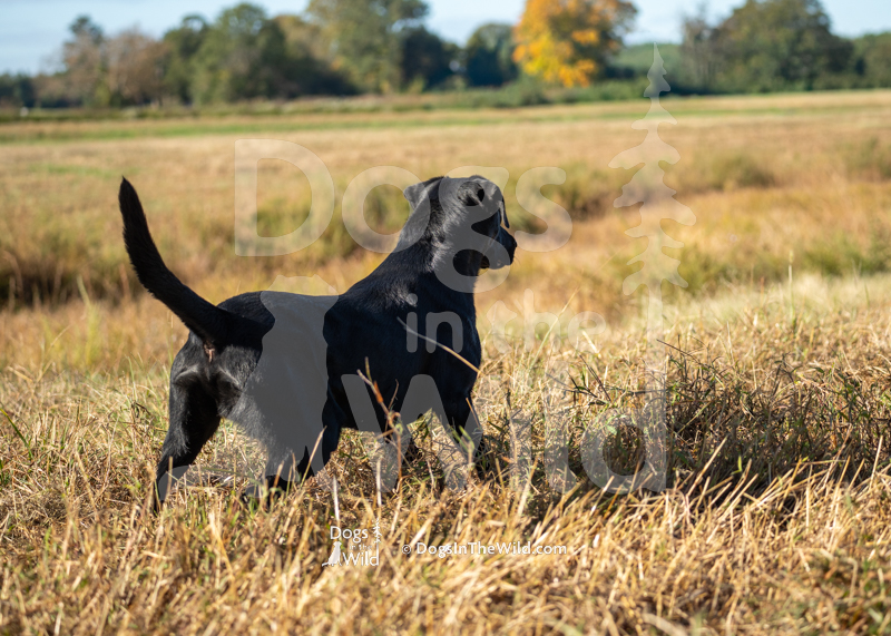 Labrador Retriever, Rolling Hills Cooper Reign