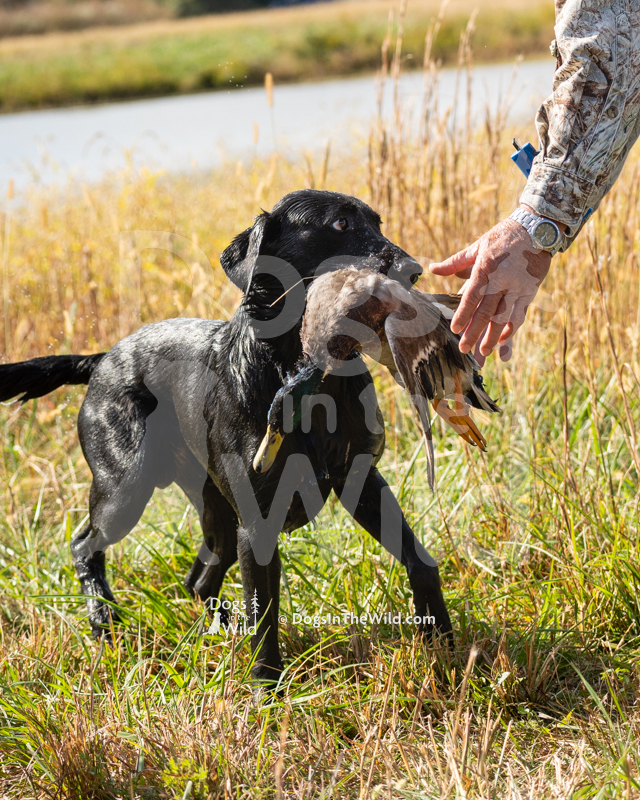 Labrador Retriever, Rolling Hills Get Ready Freddie