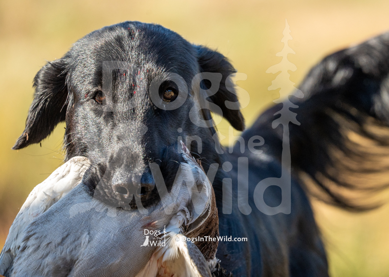 Flat-Coated Retriever, Victory's To Tell A Dark Tale