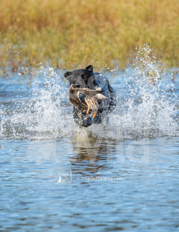 Labrador Retriever, Lucy's Major Young Dolph