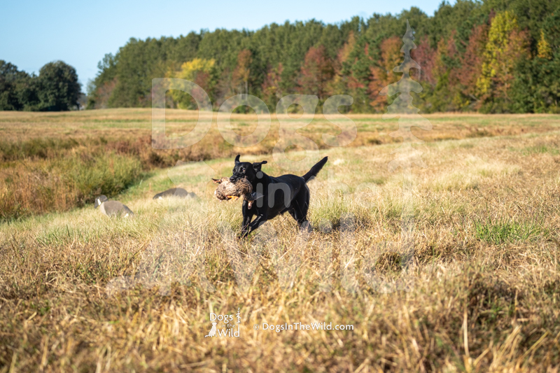 Labrador Retriever, D&S Gemma's Jasper Stone