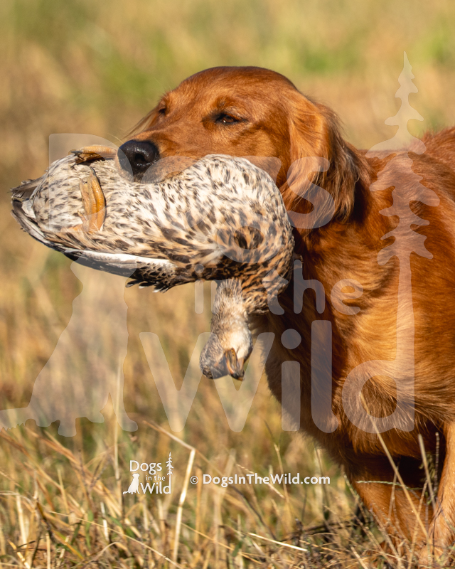 Golden Retriever - Trifecta’s Stand By Me (Addie)