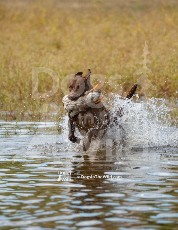 Chesapeake Bay Retriever, Shore Breakers Ngen Double Shot Otter