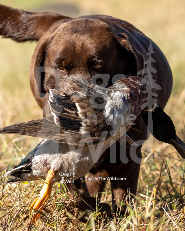 Labrador Retriever, BRUMBLEY'S DIVA