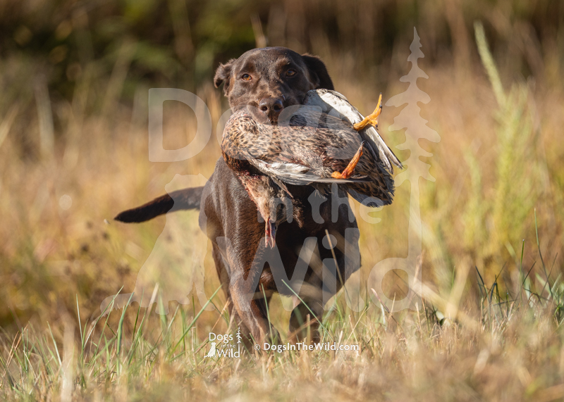 Labrador Retriever, Bold Bay's Dash N Splash