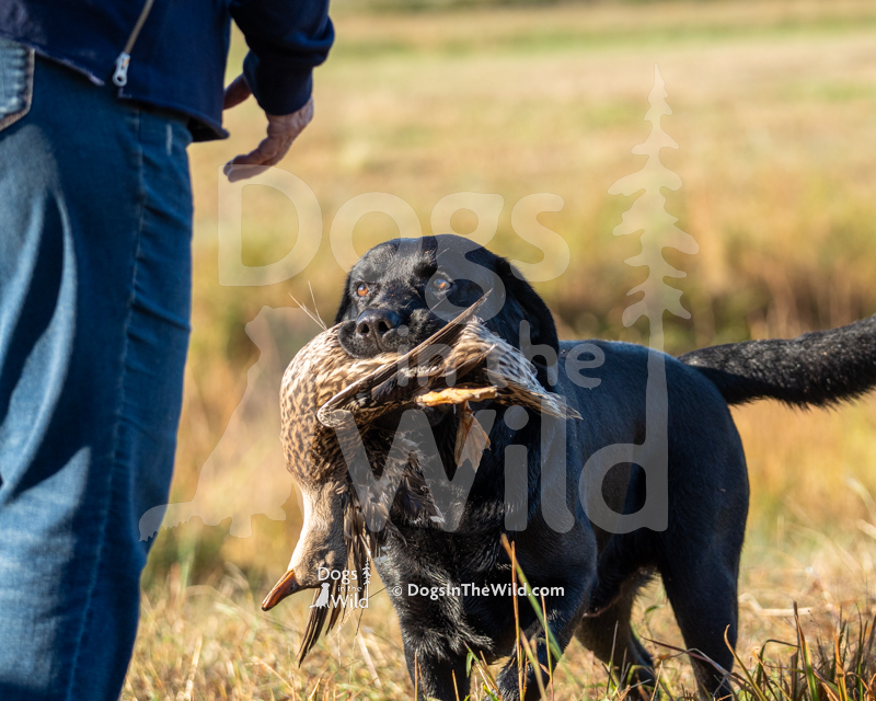 Golden Retriever - Trifecta’s Stand By Me (Addie)