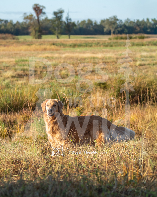 Golden Retriever - Verdoro's Steal Across the Border to Jazzin