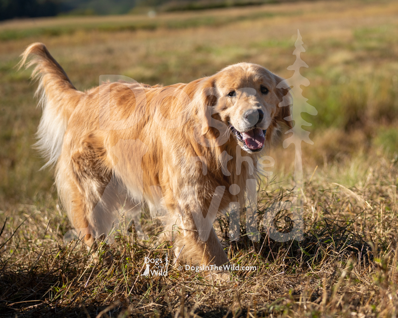 Golden Retriever- Liberty Lionswatch Epic Splash