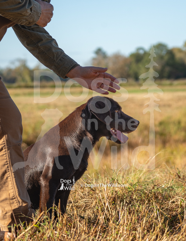 Labrador Retriever, Barren Creeks Beautiful Bailey