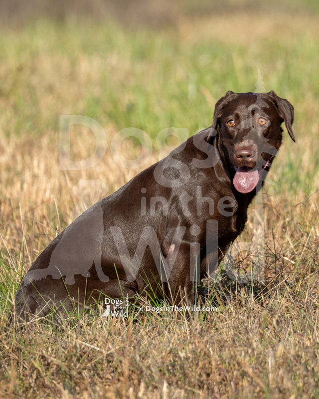 Labrador Retriever, Bold Bay's Sweet Surprise