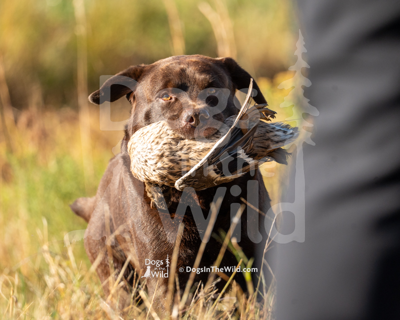 Labrador Retriever, Seminary Ridge's Last Call