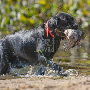hunt test photography by Mike hosier