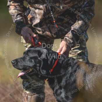 hunt test photography by Mike hosier