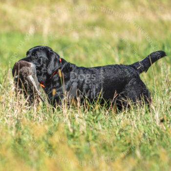 hunt test photography by Mike hosier