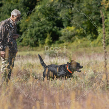 hunt test photography by Mike hosier