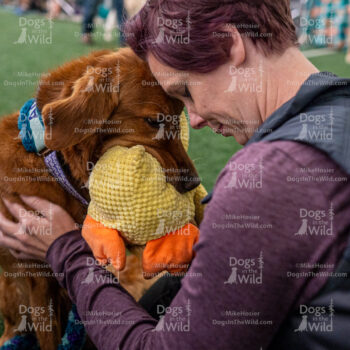 2024 Golden Retriever National Agility Photos