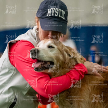 2024 Golden Retriever National Agility Photos