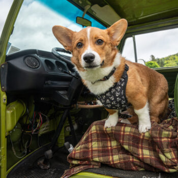 vw camper van, dog photography by mike hosier