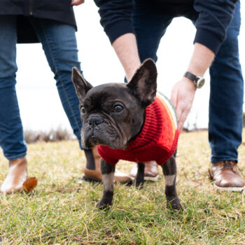 French bulldog photography by mike hosier
