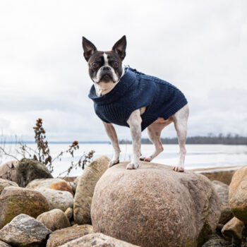 Boston terrier photography by mike hosier