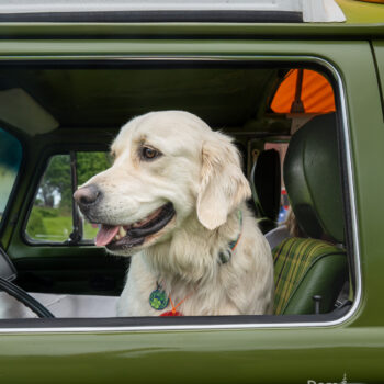 vw camper van, dog photography by mike hosier