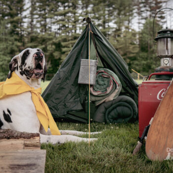 Great Dane, vintage camping scene, dog photography in Saratoga ny