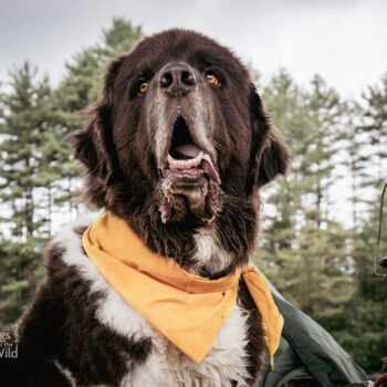 Newfoundland dog, vintage camping scene, dog photography