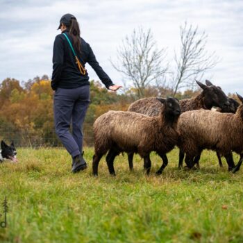 BORDER COLLIE herding sheep, NY working dog photography