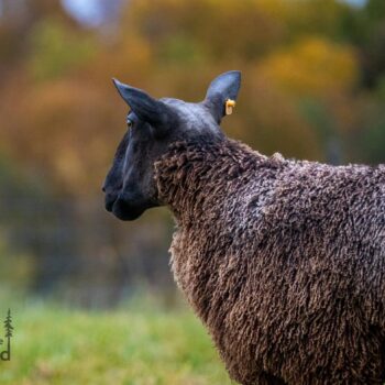 Sheep, upstate NY
