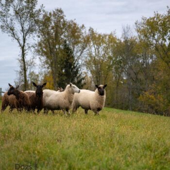 sheep farm, upstate NY