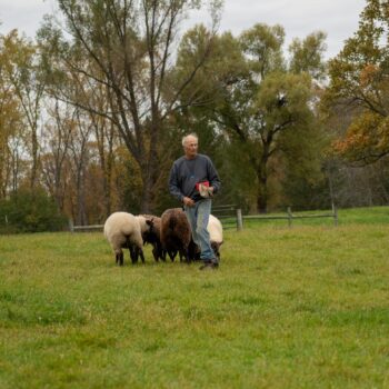 sheep farmer, upstate NY