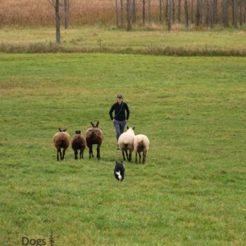 BORDER COLLIE herding sheep, NY working dog photography
