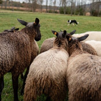 Border Collie herding sheep, NY photography